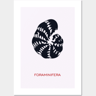 Foraminifera Posters and Art